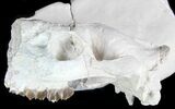 Oreodont (Merycoidodon) Partial Skull - South Dakota #78128-4